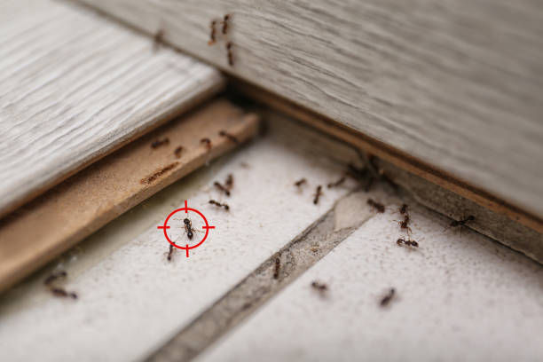 Best Pest Prevention Services  in Fremont, MI