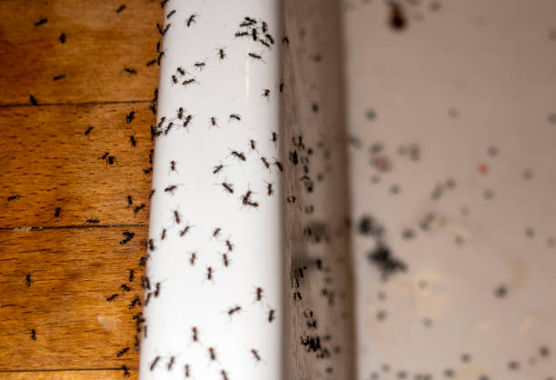 Best Pest Control for Homes  in Fremont, MI