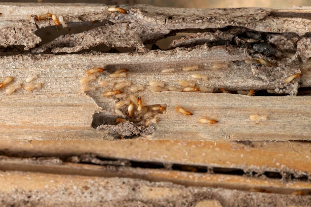Best Termite Control Services  in Fremont, MI